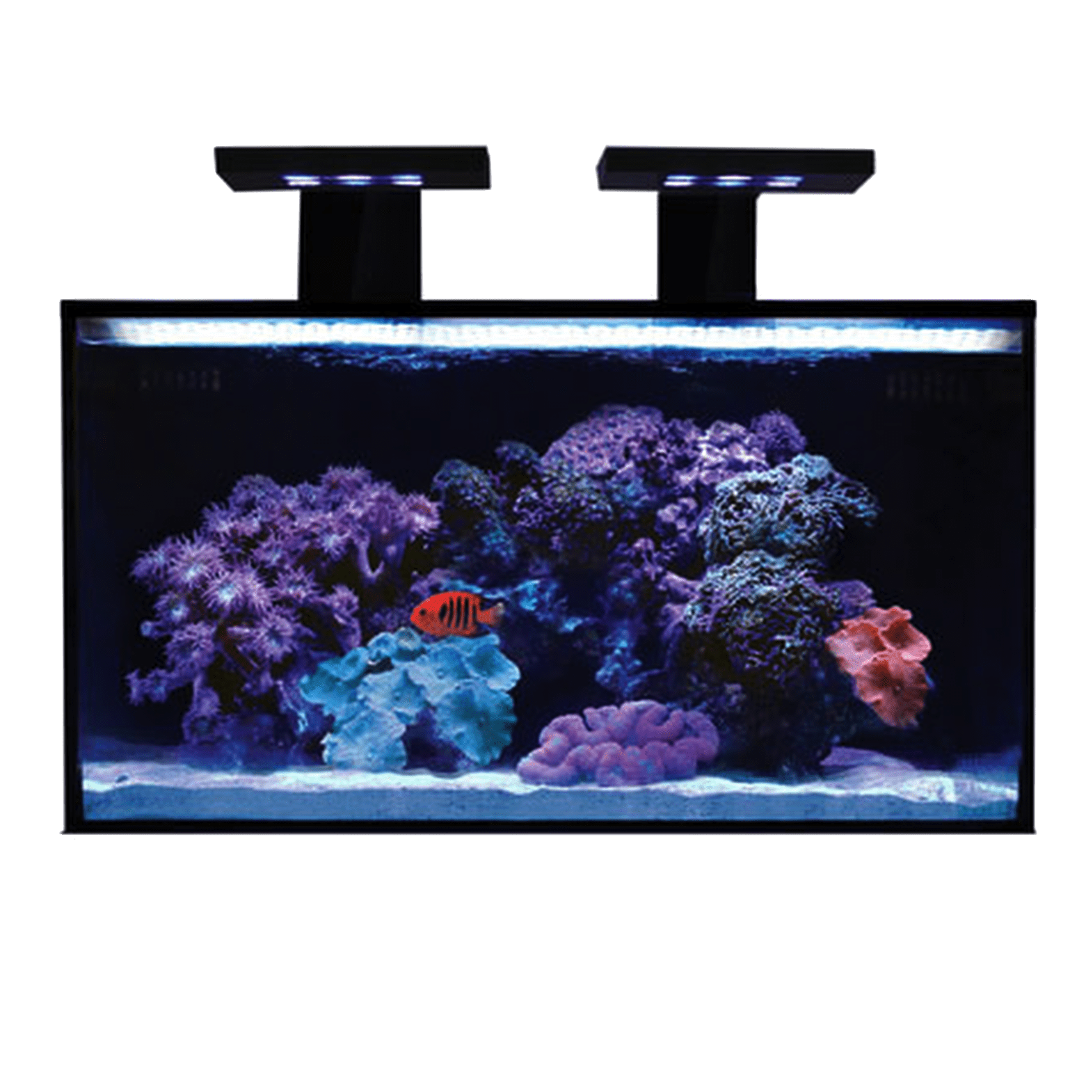 reef tank