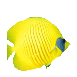butterflyfish