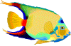 angelfish