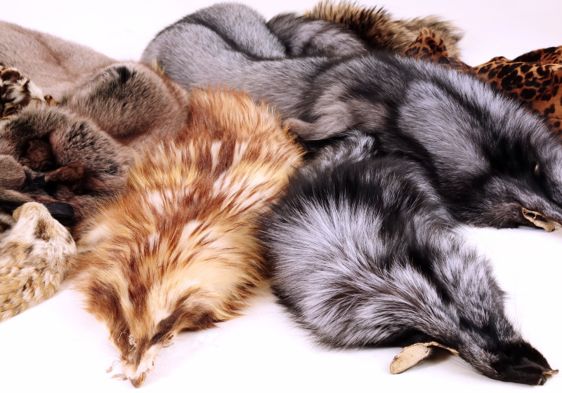 Баргузинский соболь мех. Пушнина соболь. Норка и соболь. Скупка шкурки кролика. Баргузинский соболь мех.