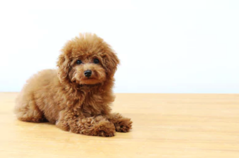 the smallest poodle