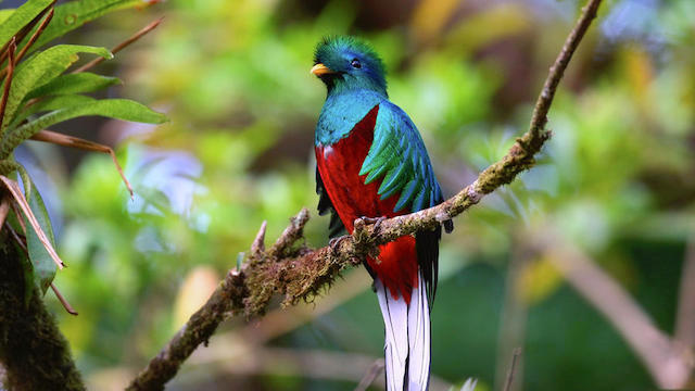 The national bird, el Quetzal.