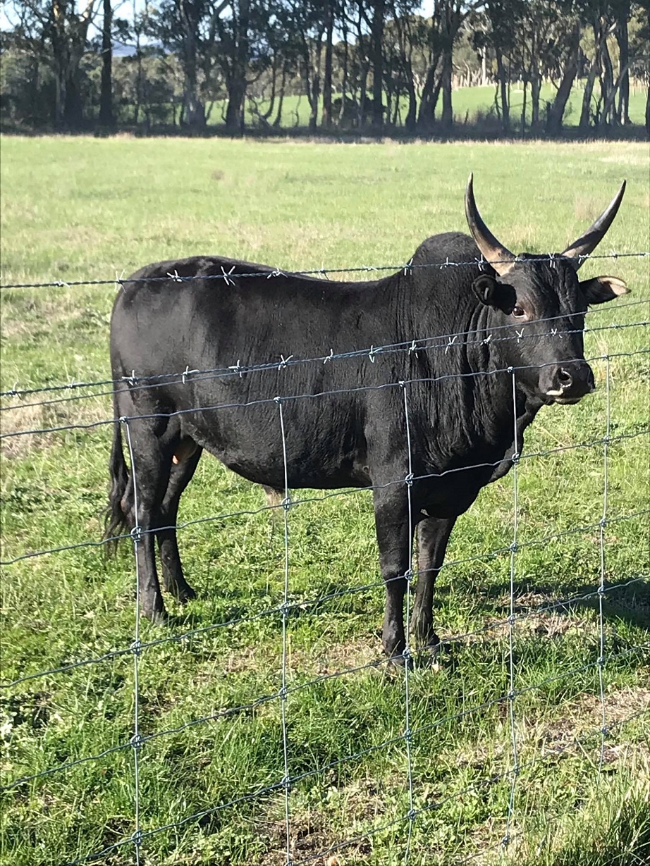 blackcow