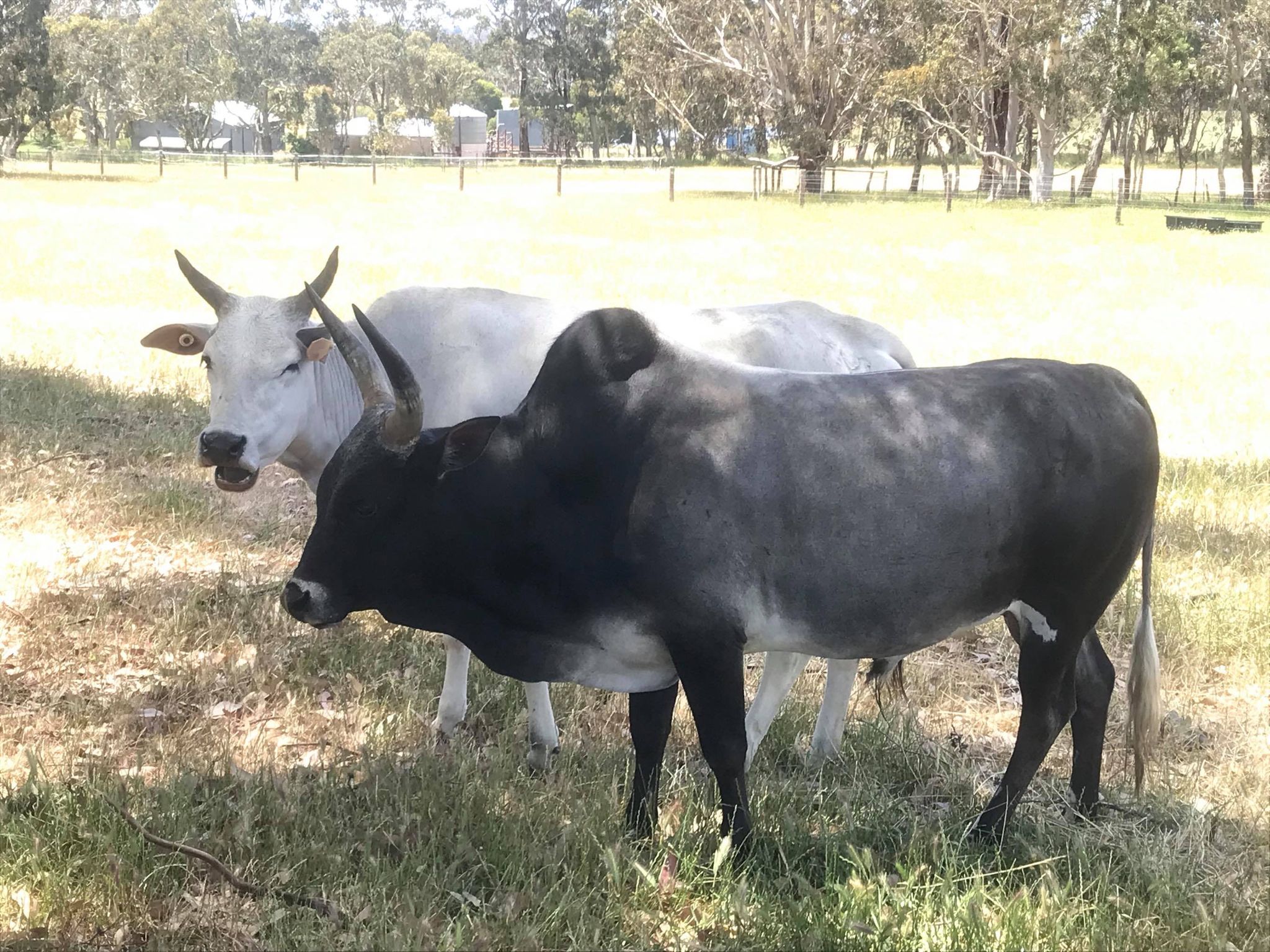 coupleofcows
