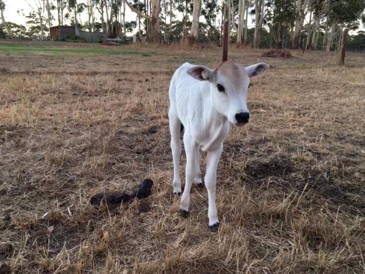 calf