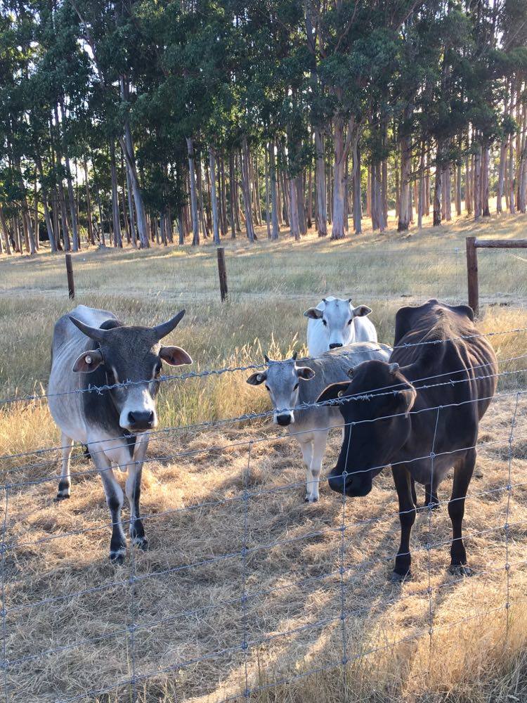 groupofcows