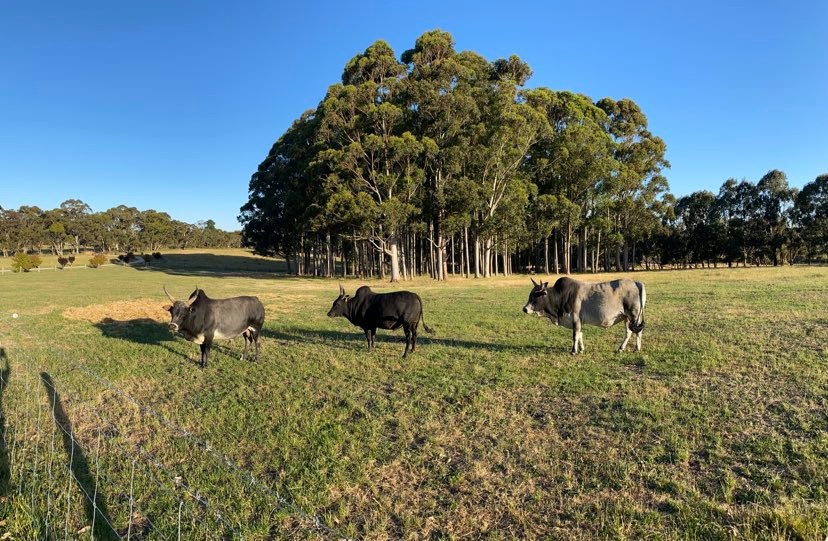 groupofcows