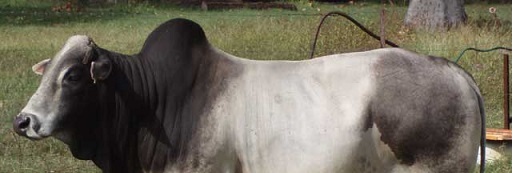 cows