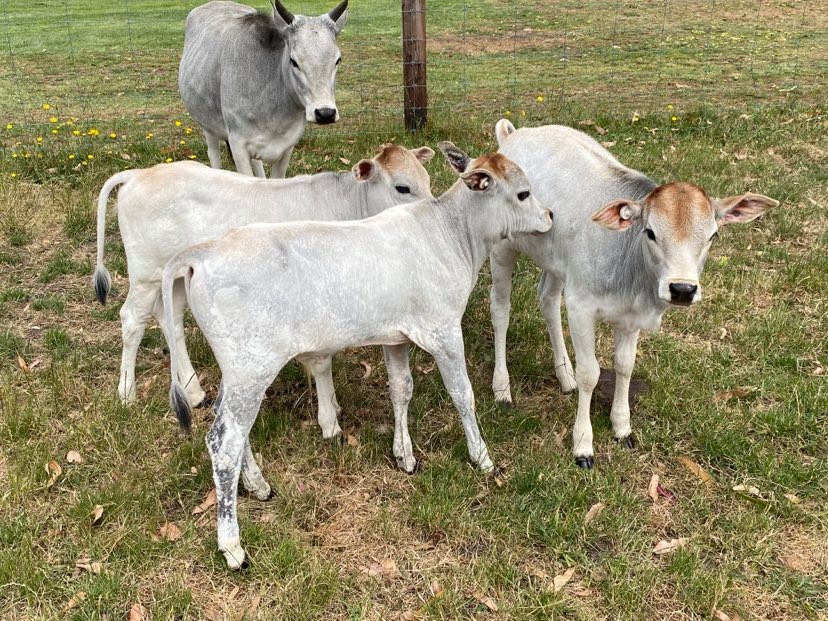 groupofcalfs