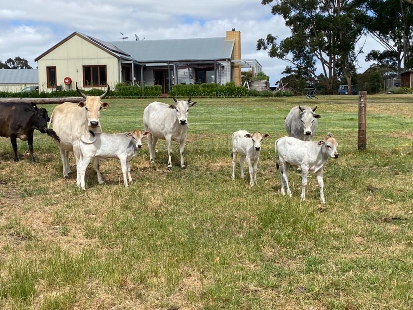 groupofcows