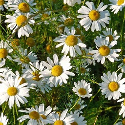 chamomile flowers