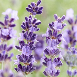 lavender flowers