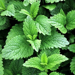 lemon balm flowers