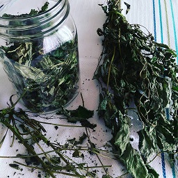 dried lemon balm
