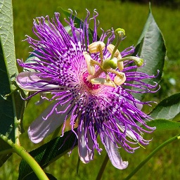 passion flower plant