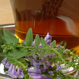 skullcap tea