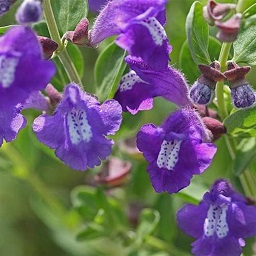 skullcap flowers