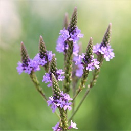 vervain flower