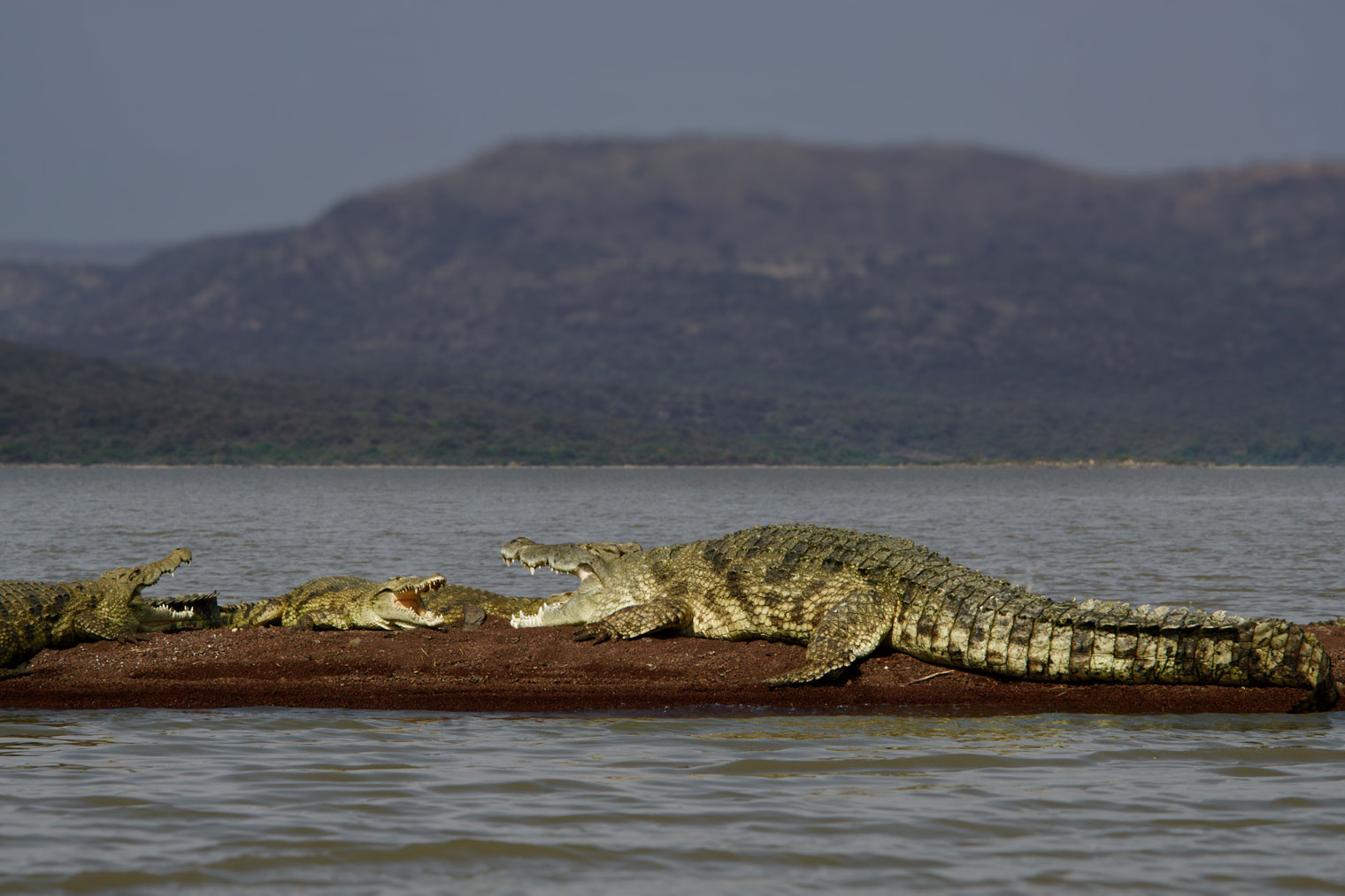 Crocodiles on lake Chamo