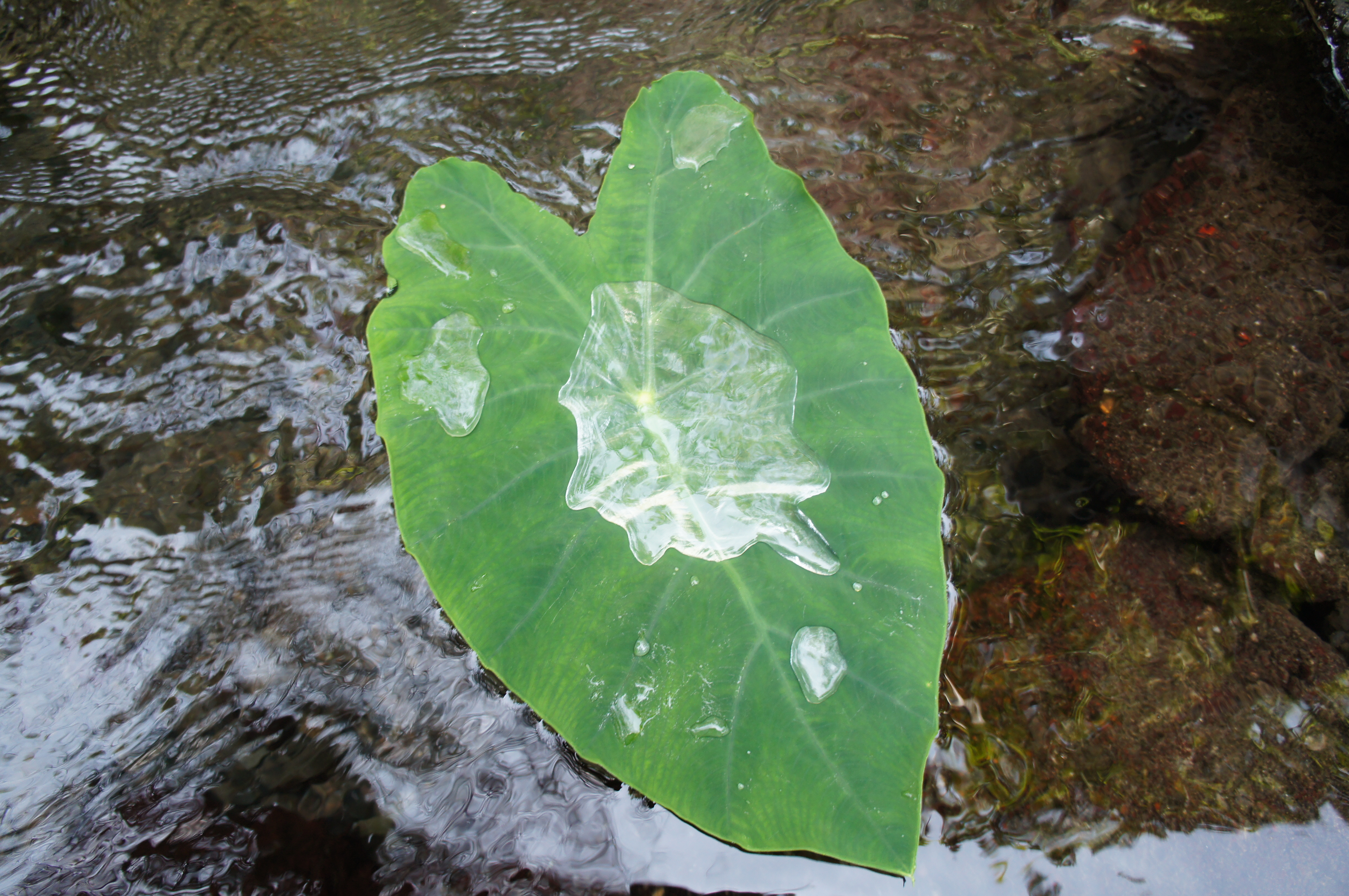 Natural Spring water in a leaf