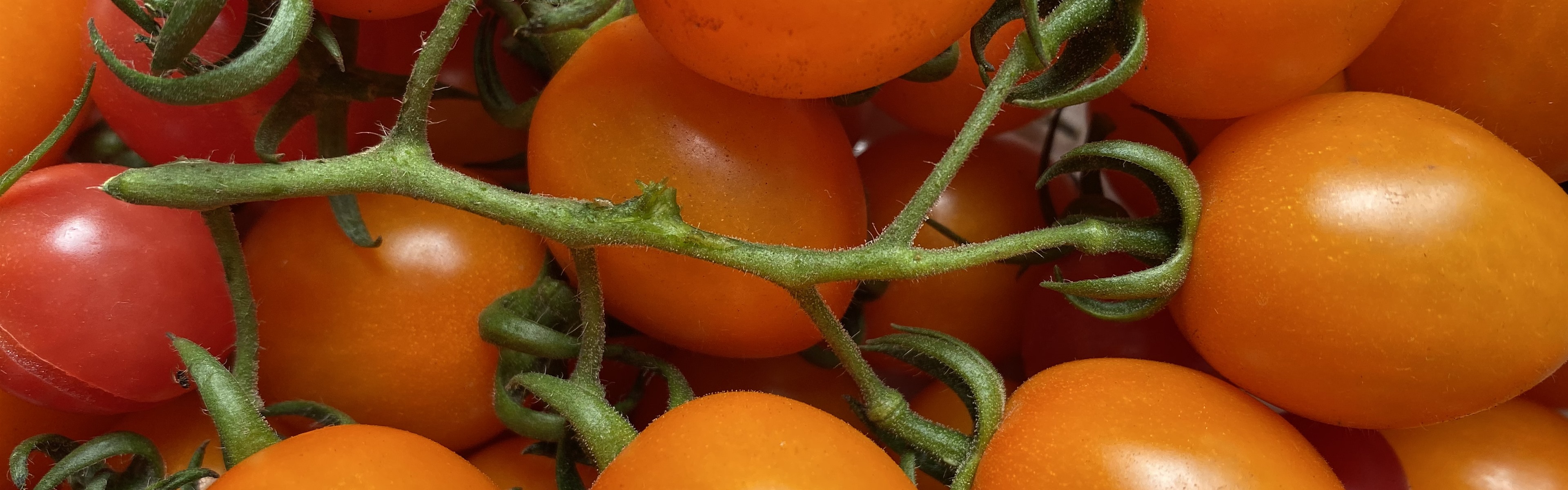 https://s2.best-wallpaper.net/wallpaper/3840x1200/2004/Orange-little-tomatoes-fruit-close-up_3840x1200.jpg