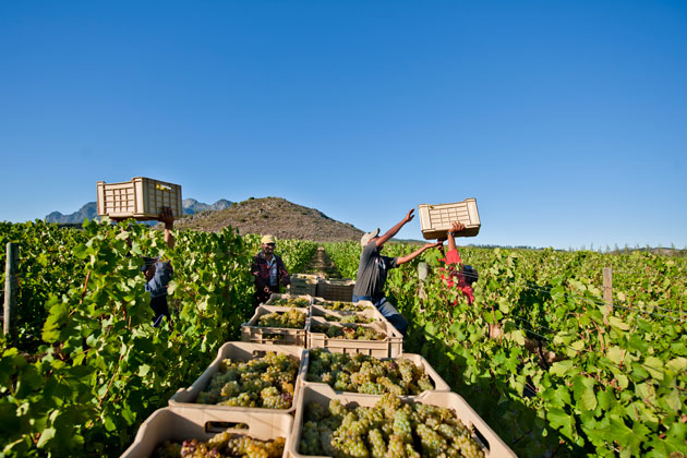 Wine Production Process