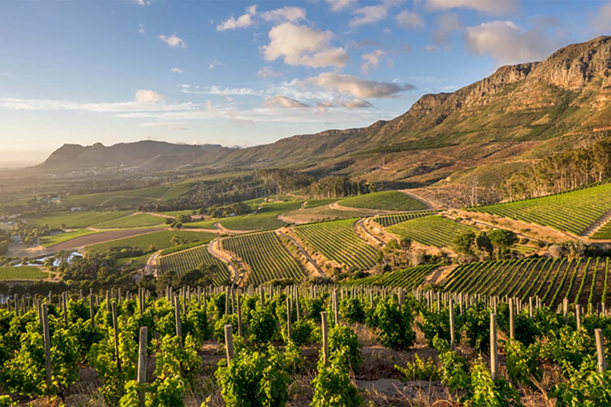 Vineyards in South Africa