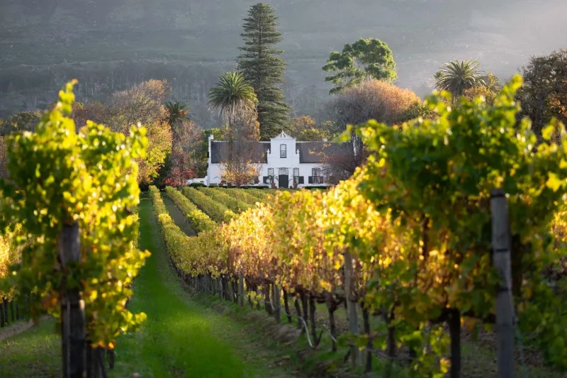 Vineyards in South Africa