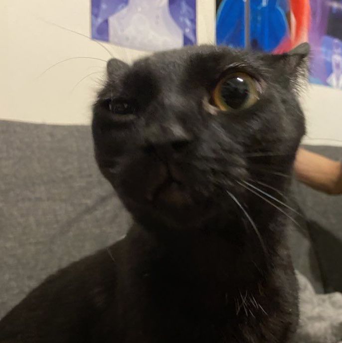 Mochi
