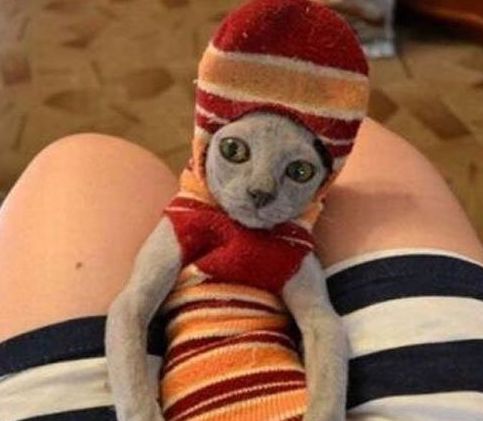 Sir Meowalot
