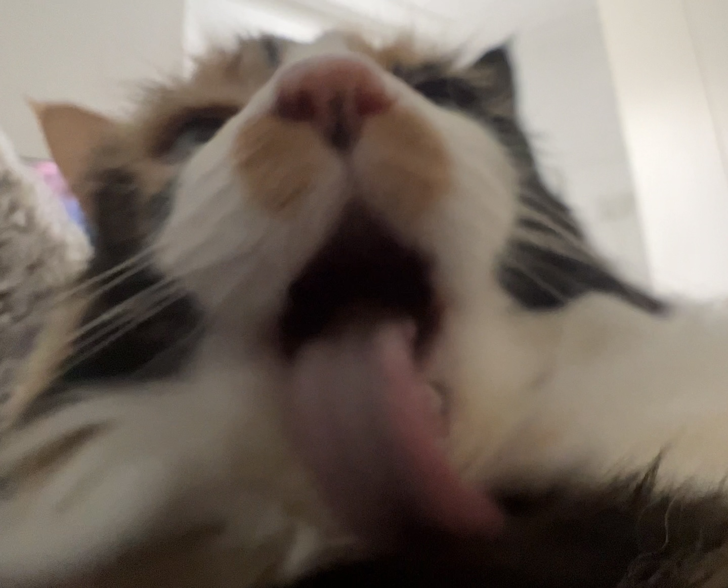 Nova the cat