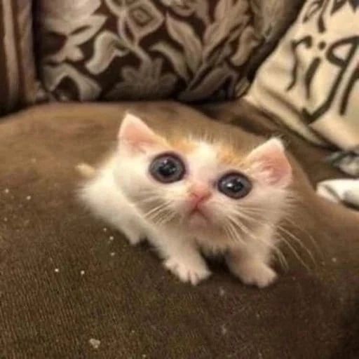 Beans